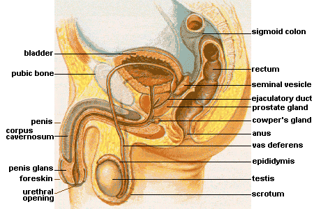 Male Reproductive System
