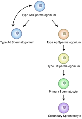 Spermatocytogenesis
